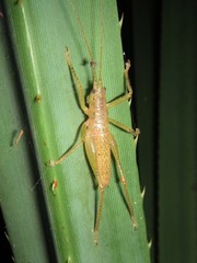 Austrosalomona destructor