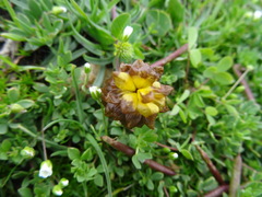 Trifolium badium