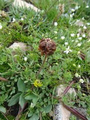 Trifolium badium
