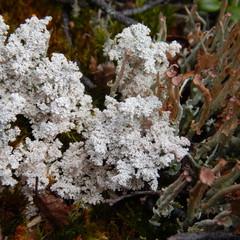 Stereocaulon paschale