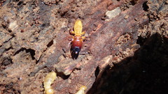 Zootermopsis nevadensis