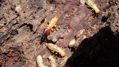 Zootermopsis nevadensis