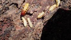 Zootermopsis nevadensis