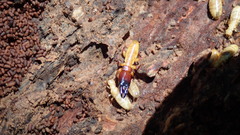 Zootermopsis nevadensis