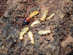 Zootermopsis nevadensis