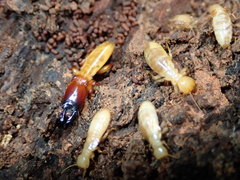 Zootermopsis nevadensis