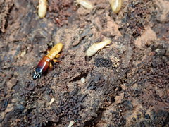 Zootermopsis nevadensis