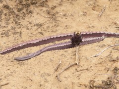 Peniocereus greggii greggii