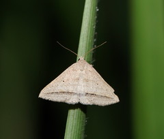 Loxioda hampsoni