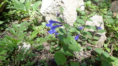 Scutellaria dumetorum