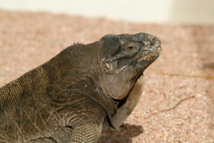 Jamaican Iguana photo 4
