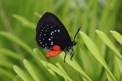 Eumaeus atala