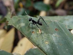 Gigantiops destructor