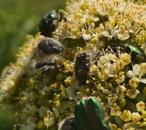 Apple Blossom Beetle
