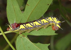 Truncaptera truncata