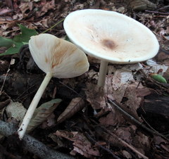 Melanoleuca alboflavida