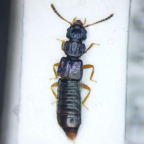Oxytelus fulvipes
