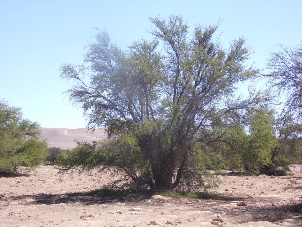 Prosopis tamarugo Phil. 4