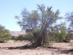 Prosopis tamarugo