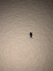 Melacoryphus rubicollis