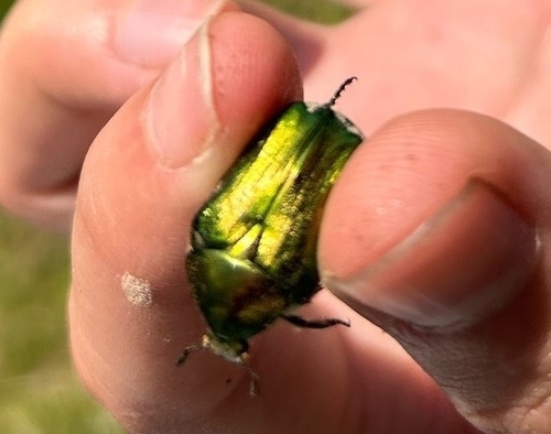 European Rose Chafer