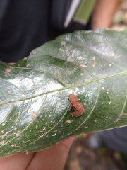 Pristimantis lanthanites