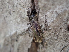 Pemphredonina