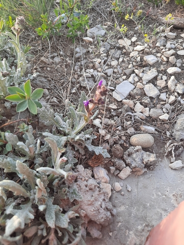 Image of Salvia canescens by (c) Дмитрий Дунин, some rights reserved (CC BY)