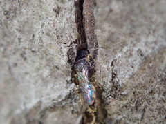Pemphredonina