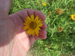 Heterotheca camporum