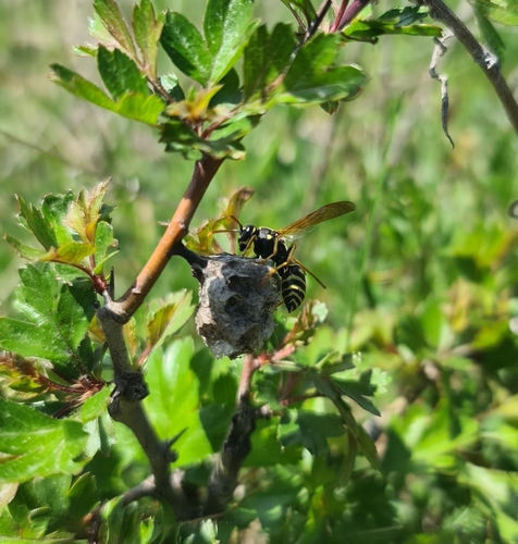 Polistes nimpha