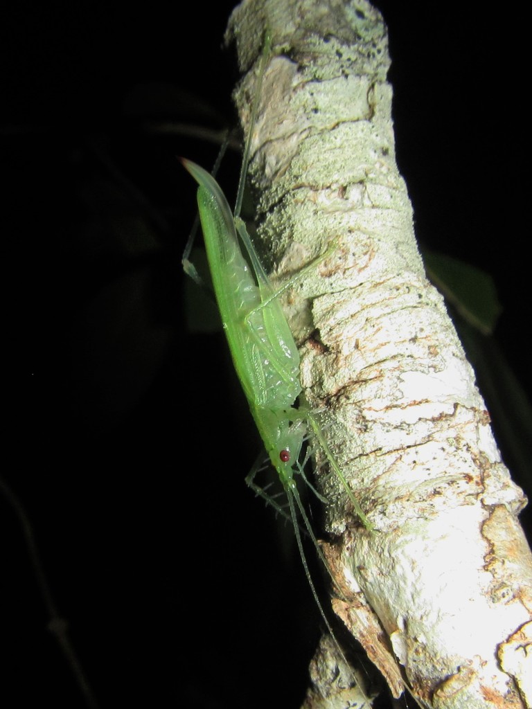 Paraphisis alumba