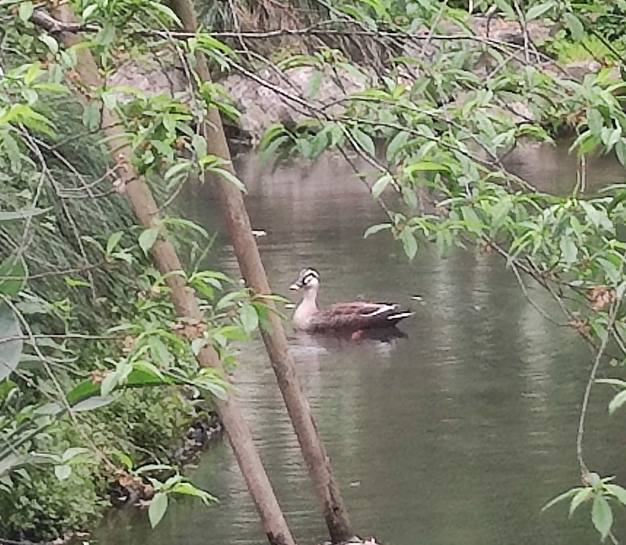 Eastern Spot-billed Duck