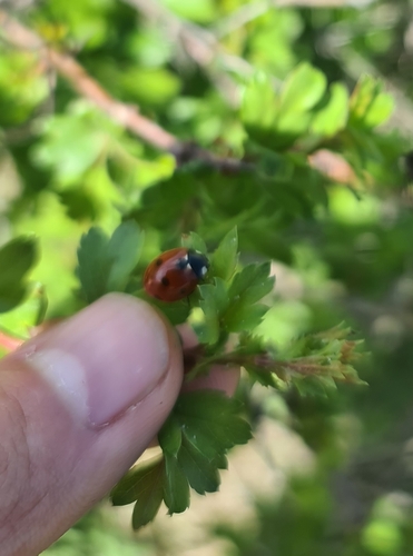 Seven-spotted Lady Beetle
