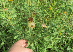 Heterotheca camporum