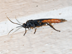 Protichneumon