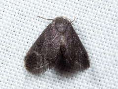 Epipyropidae