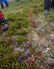 Rumex lapponicus