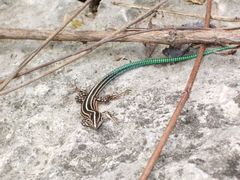 Pholidoscelis wetmorei