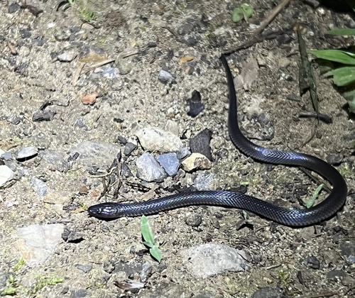 Photo of a Talamancan Earth Snake (Geophis talamancae)