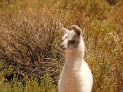 Lama glama