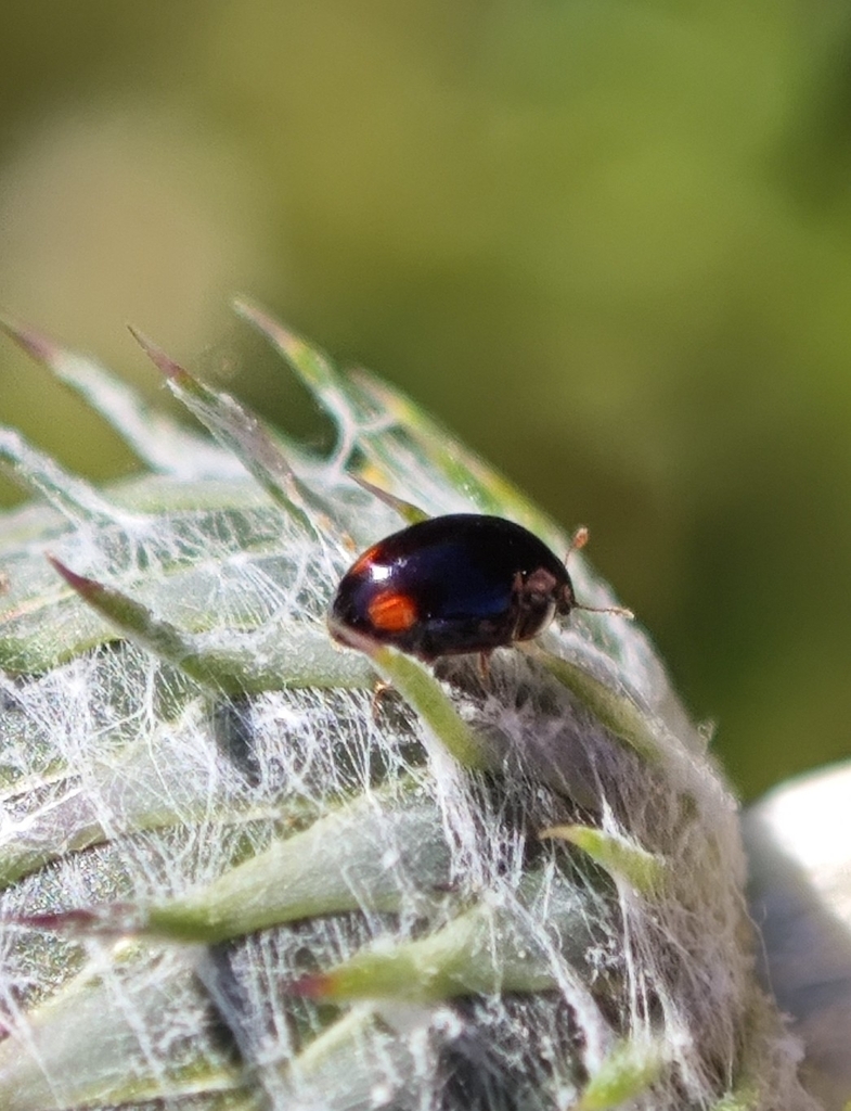 Olibrus bisignatus