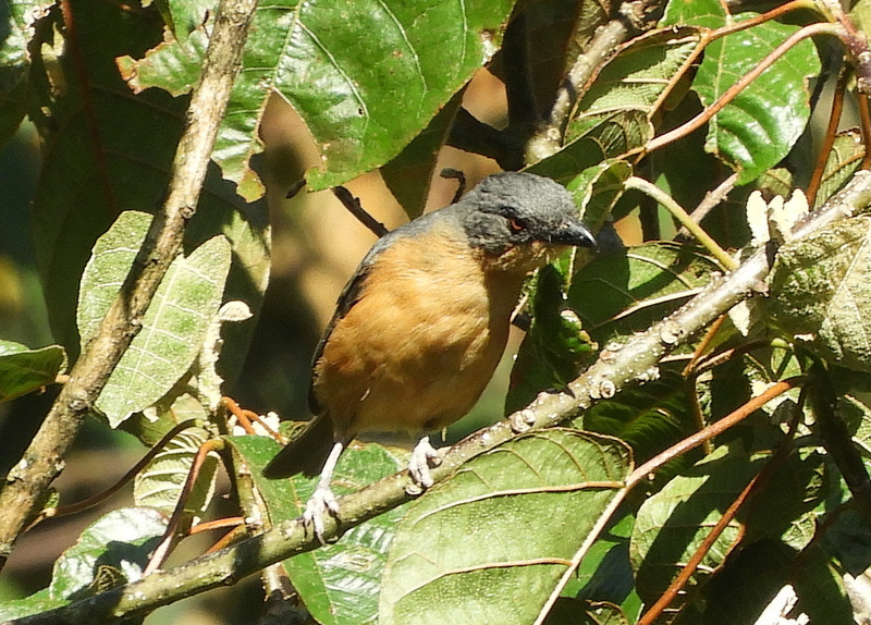 Rufous-crested Tanager (Creurgops verticalis) photo