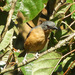 Rufous-crested Tanager - Photo (c) Jeff Harding, some rights reserved (CC BY-NC), uploaded by Jeff Harding
