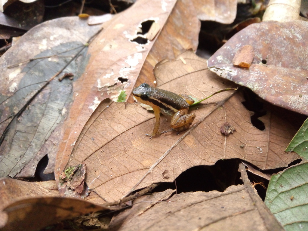 Pastaza Rocket Frog
