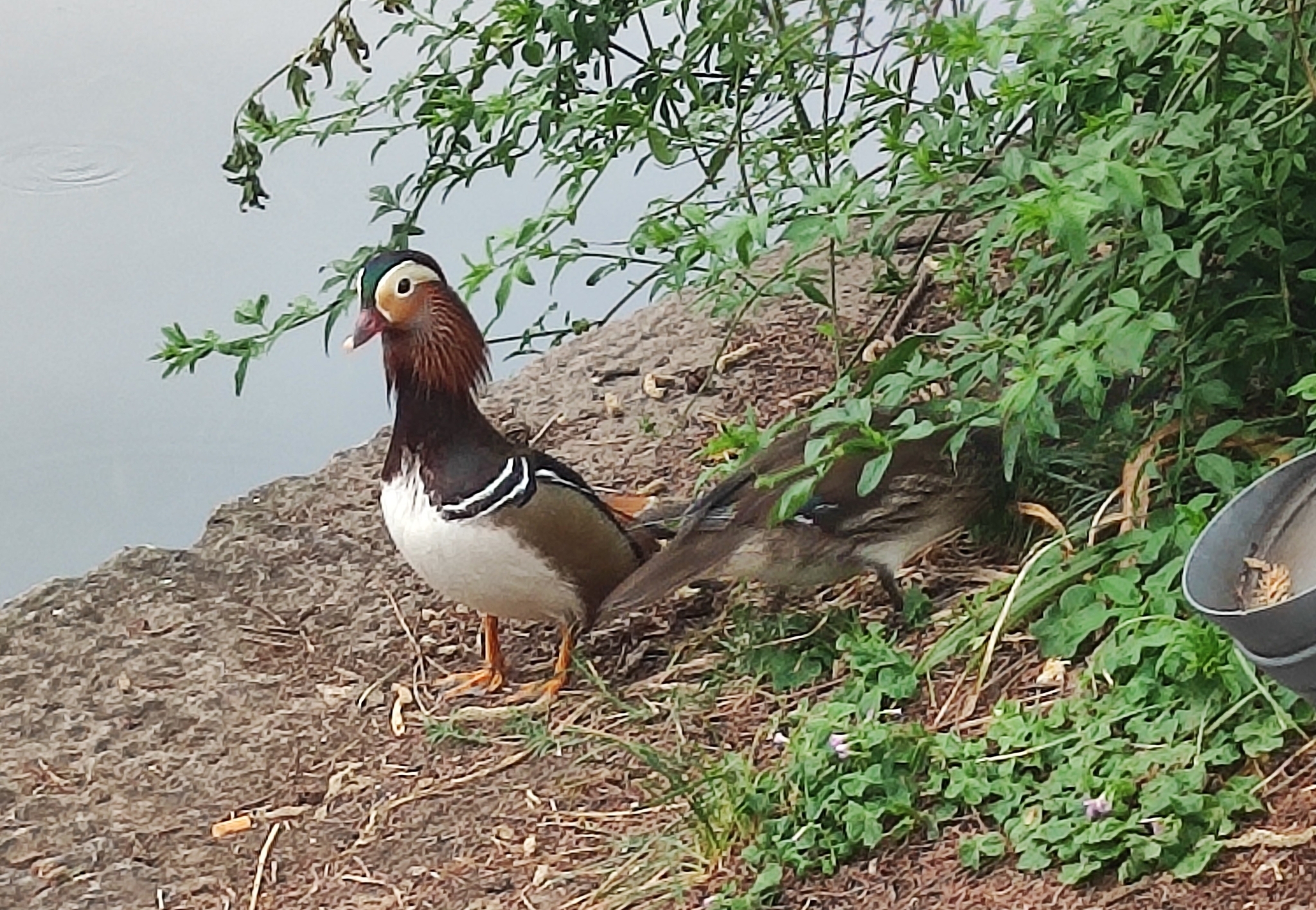 鸳鸯