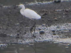 Egretta garzetta