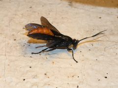 Protichneumon