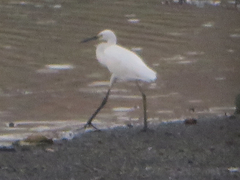 Egretta garzetta