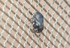 Clastoptera lineatocollis